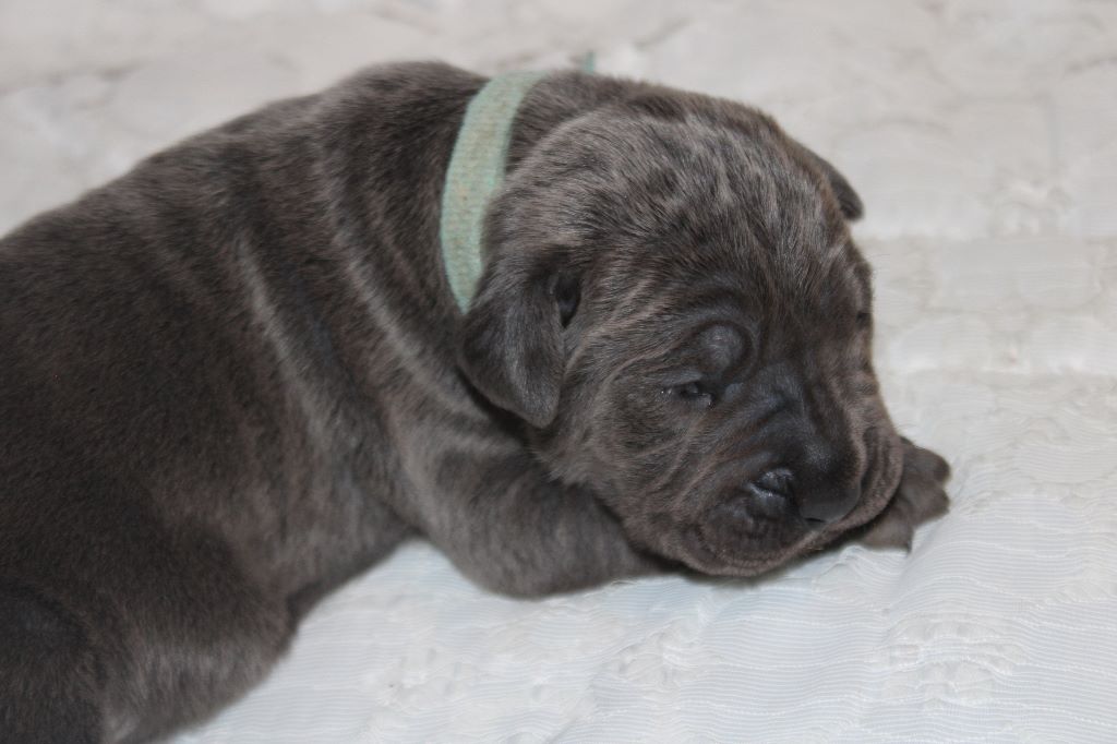 chiot Cane Corso De La Guardia De Hiris