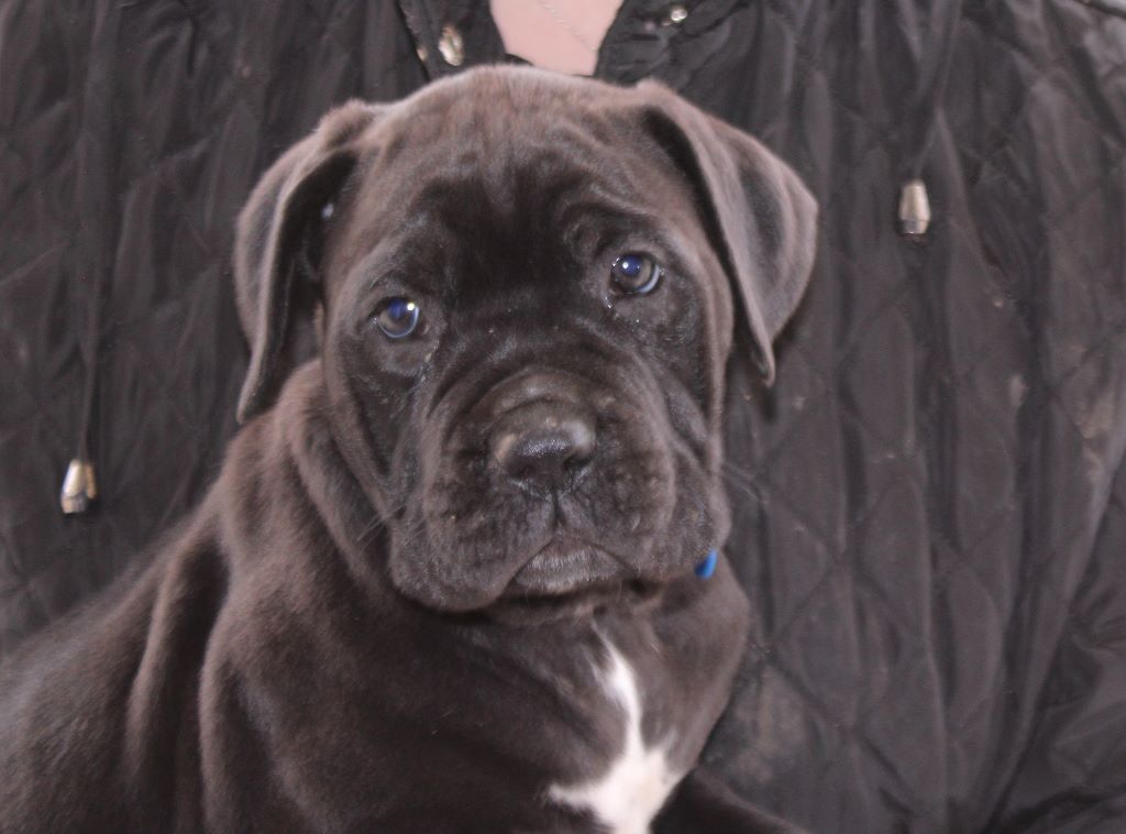 De La Guardia De Hiris - Chiots disponibles - Cane Corso